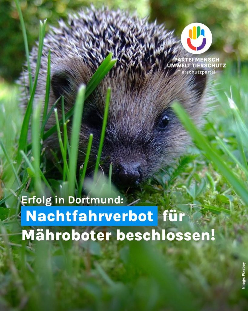 Igel im Gras