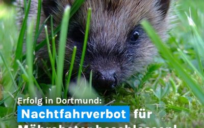 Igel im Gras