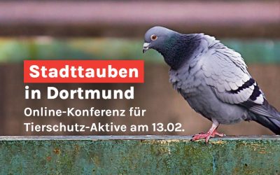 Stadttauben-in-Dortmund-Online-Konferenz-fuer-Tierschutz-Aktive-am-13.02.2026