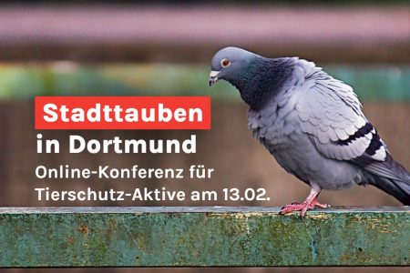 Stadttauben-in-Dortmund-Online-Konferenz-fuer-Tierschutz-Aktive-am-13.02.2026
