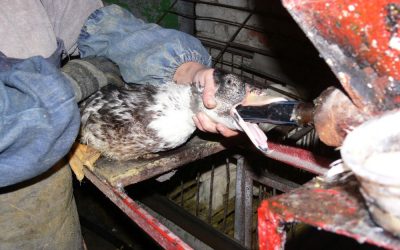 Bulgaria | 2007 10 | Force feeding of ducks for foie gras production.