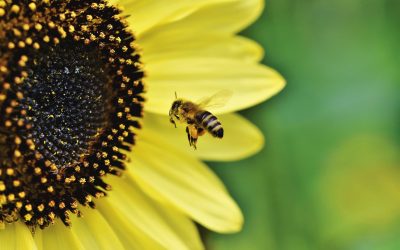 bee-4475324_1920