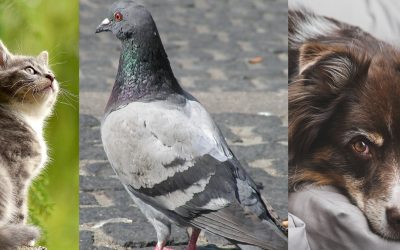 collage-Tiere