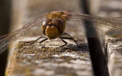 dragonfly-2257281_1920