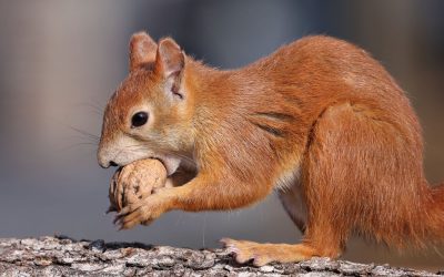 eichhörnchen
