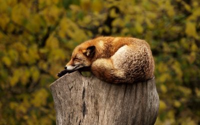 fox-g45a0c6b08_1920