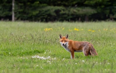 fox-g4fcacb308_1920