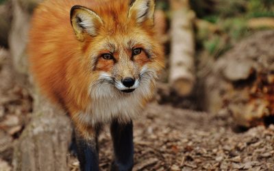 fox-gfafac4874_1920