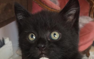 katze_thumb