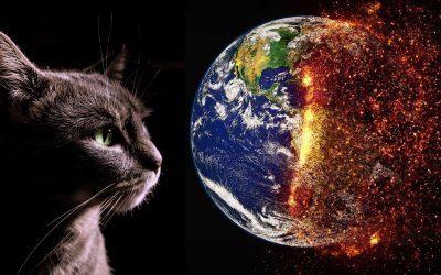 klimakiller-Katze