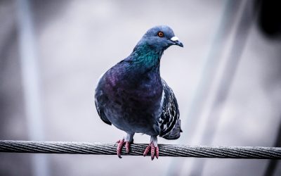 pigeon-918848_1920